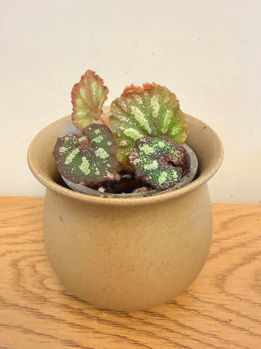 Begonia Pink Panther