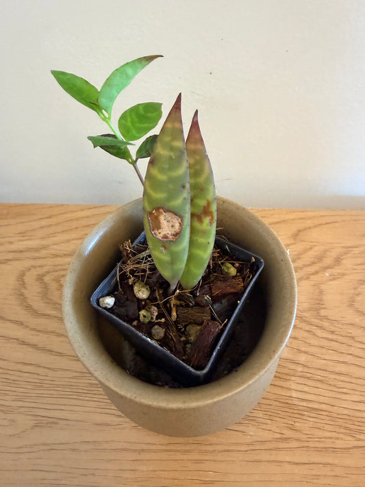 Aeschynanthus Longicaulis