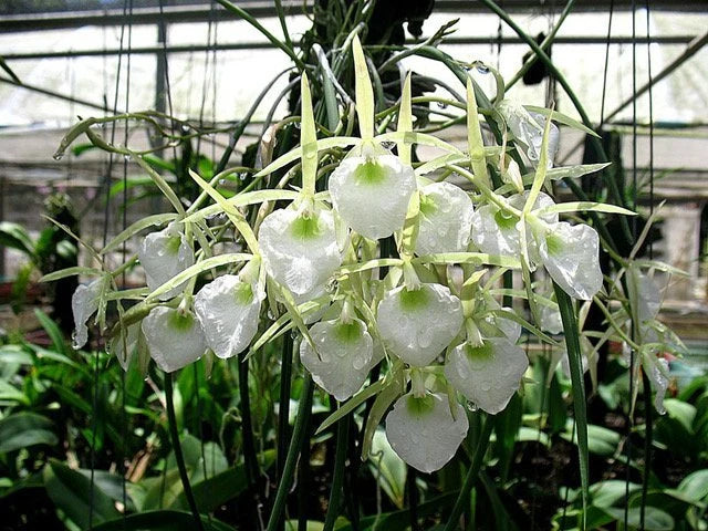 Brassavola Perrinii