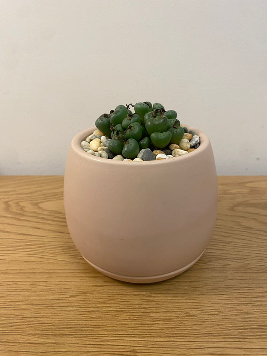 Conophytum minimum ‘scitulum’