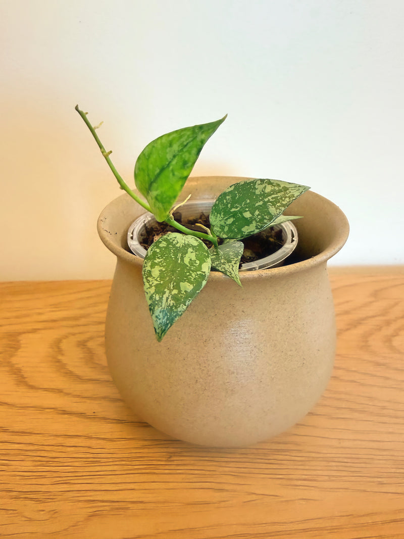 Hoya Lacunosa Louisa Splash