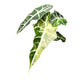 Alocasia Polly Aurea