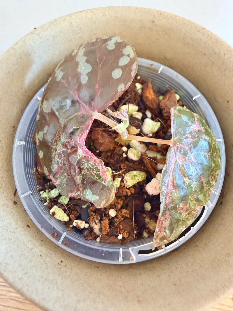 Begonia Variabilis Pink Variegated (B)