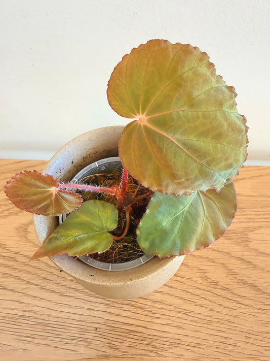 Begonia Pavonina