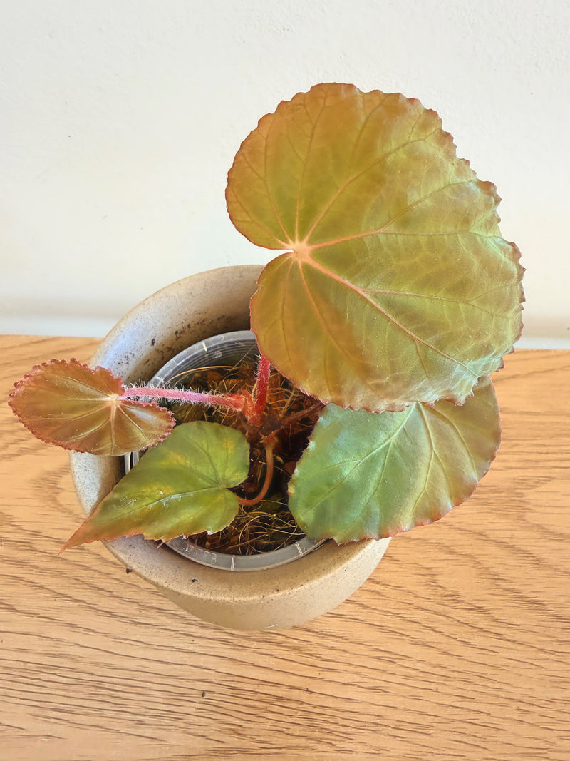 Begonia Pavonina