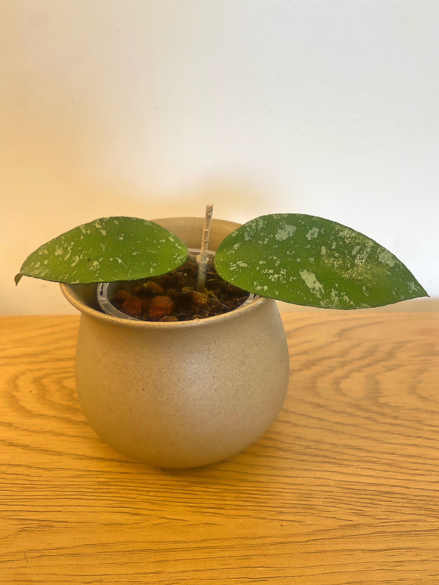 Hoya Phuwaensis