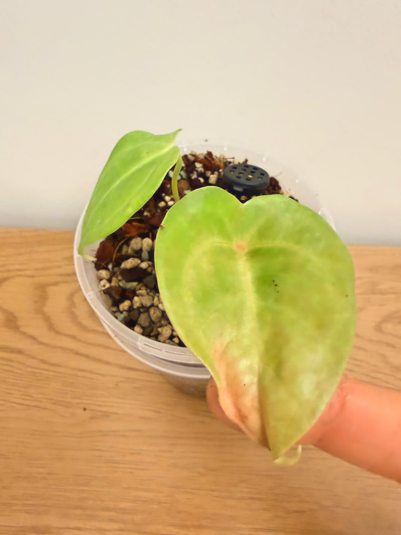 Anthurium Forgetii x Veitchii