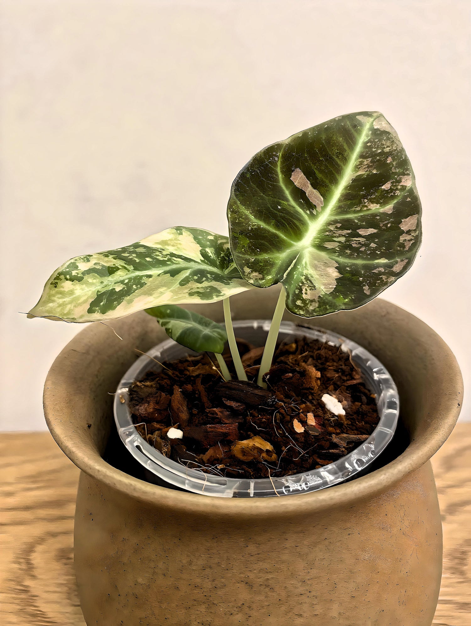 Alocasia Black Velvet Variegated