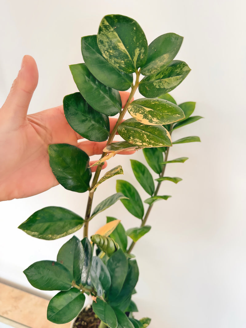 Variegated ZZ Plant (A)