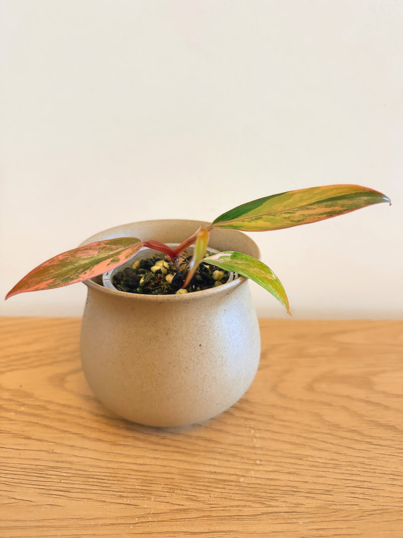 Philodendron Caramel Marble (C)
