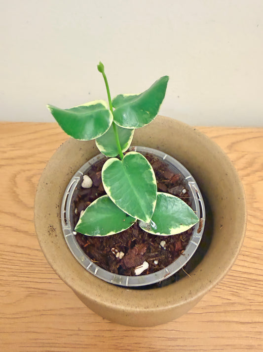 Hoya Cummingiana Outer Variegated