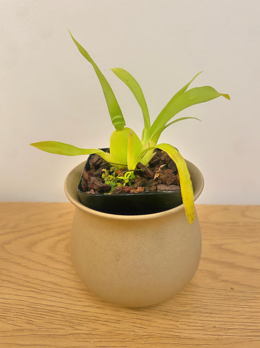 Oncidium Sharry Baby ‘HOF’