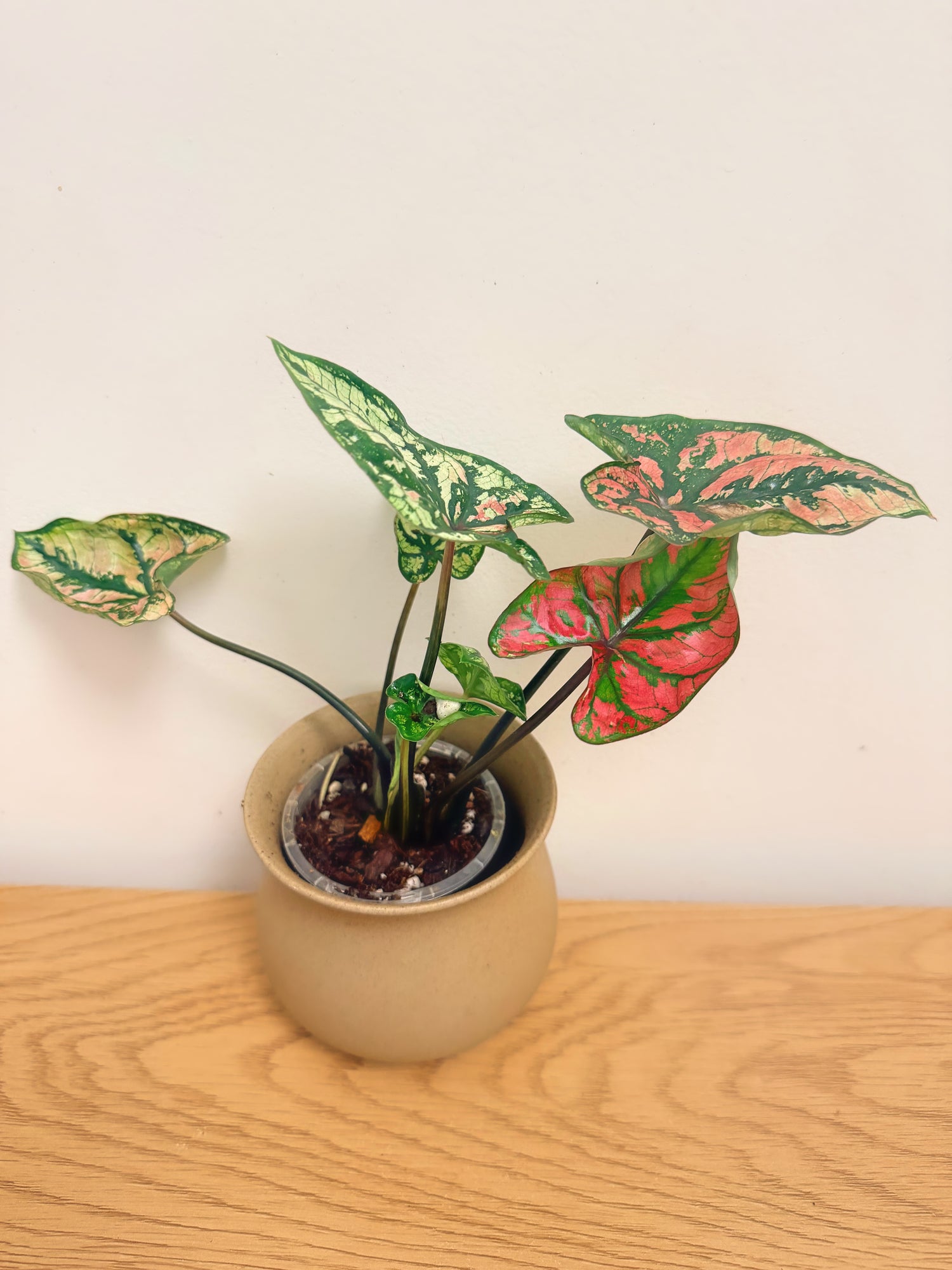 Caladium Purple Light