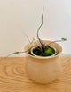 Alocasia Flying Squid