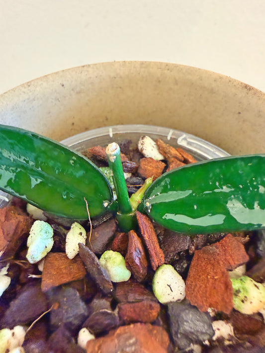 Hoya Pandurata