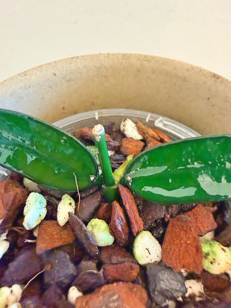 Hoya Pandurata