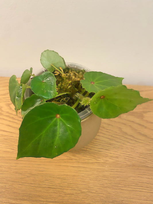 Begonia Rouge