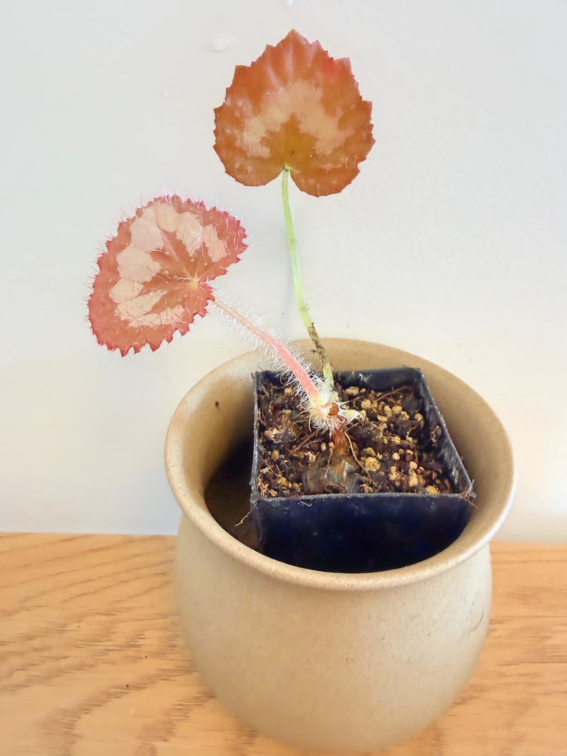 Begonia Longiciliata ‘Silver Queen’