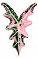 Alocasia Nobilis Pink
