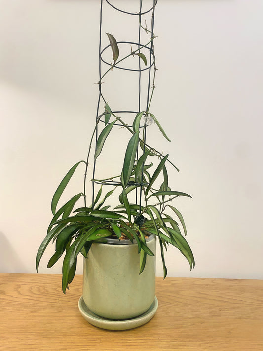 Hoya Wayetii