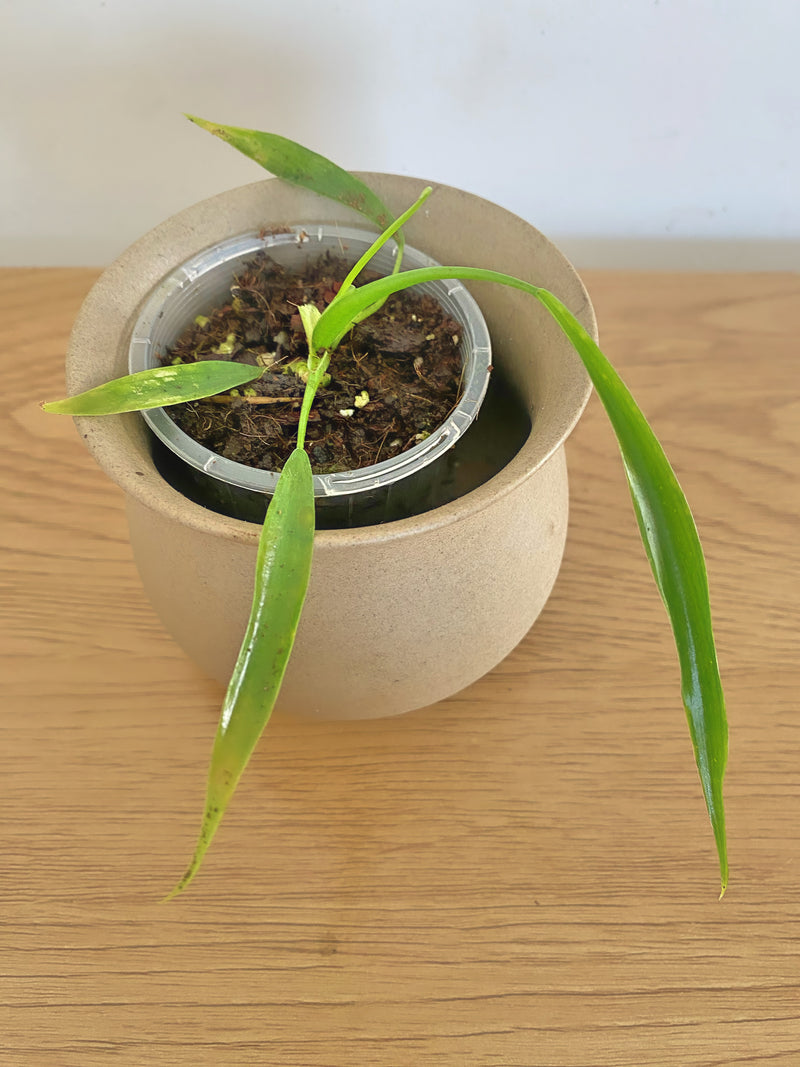 Philodendron Holtonianum