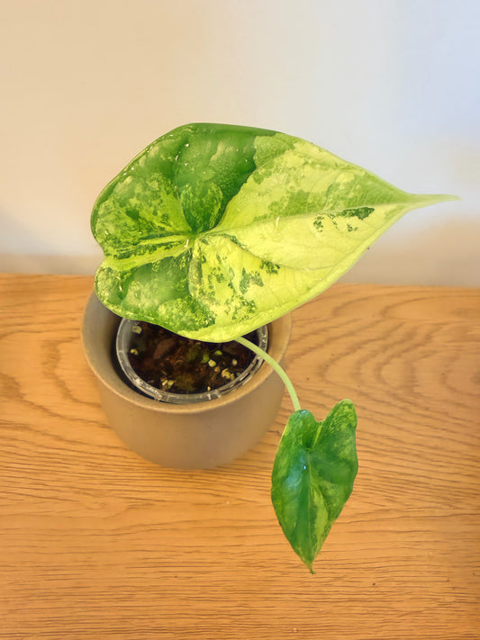 Alocasia Dragon Scale Aurea