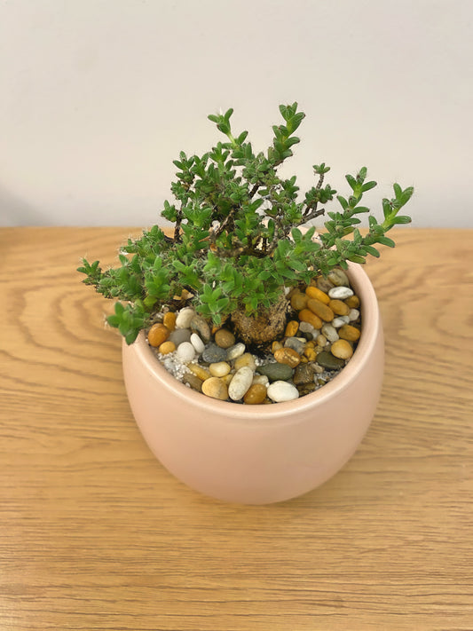 Trichodiadema Bulbosum