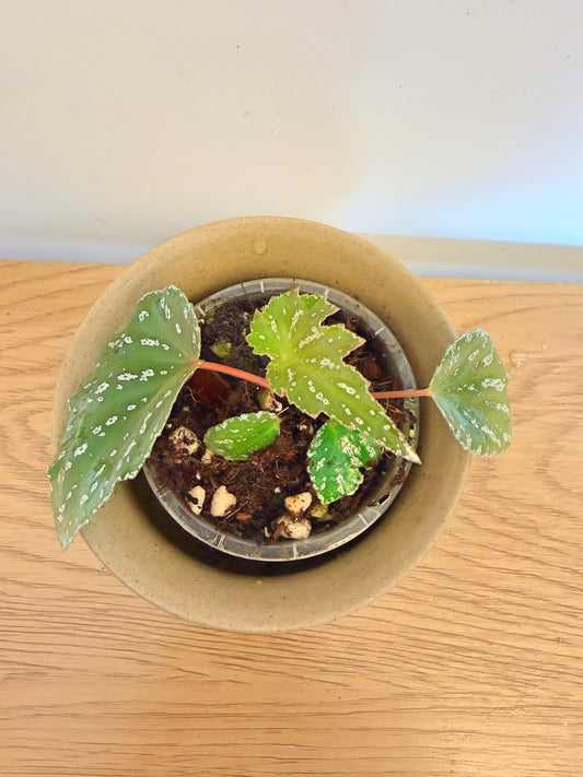Begonia Sophie Cecile (A)