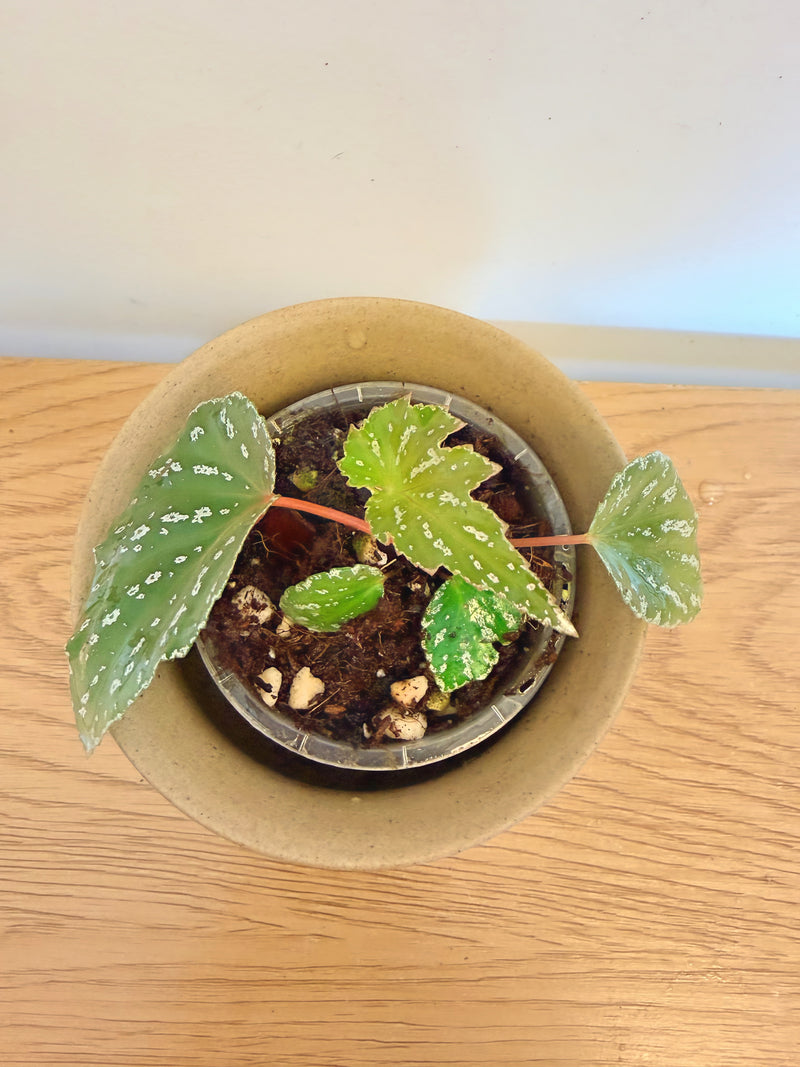 Begonia Sophie Cecile
