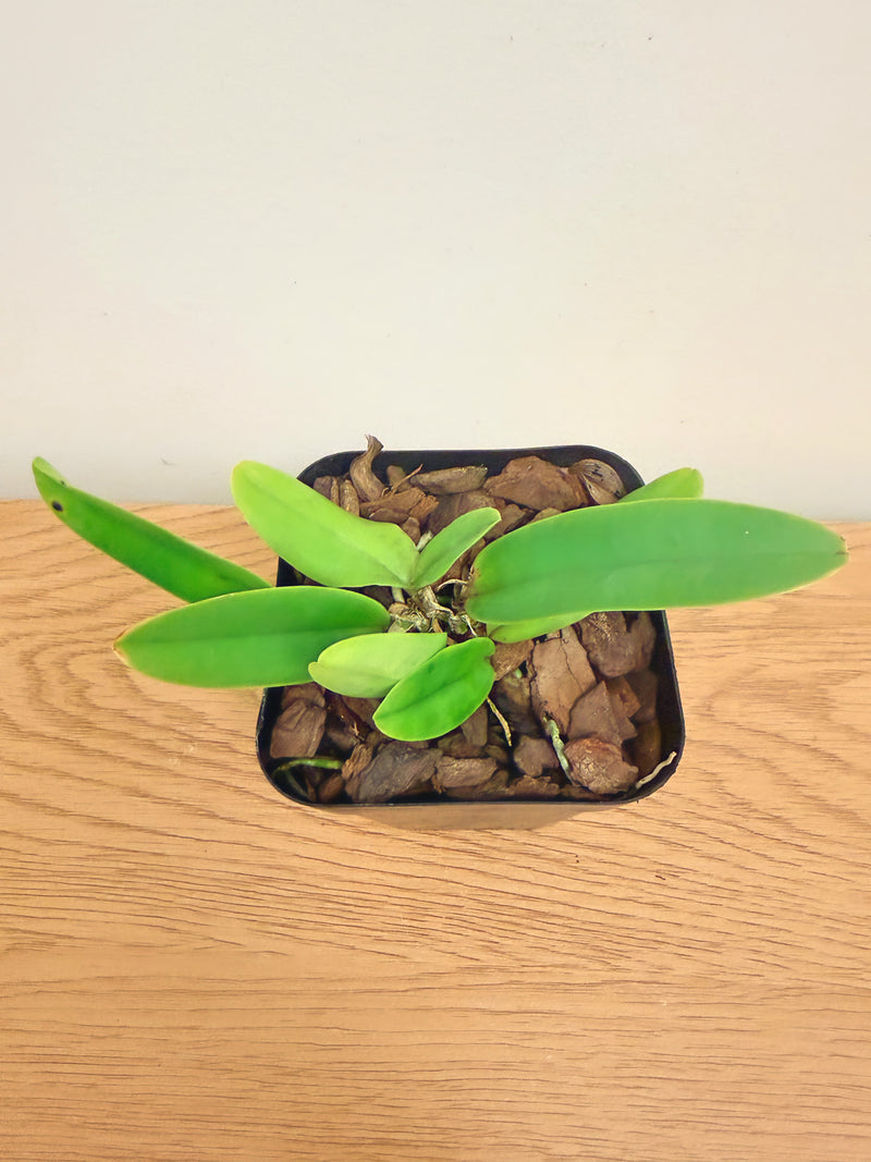 Cattleya Dowiana Aurea ‘#5’ x Bc. Clear Star ‘C.H Best’ SM/TOGA