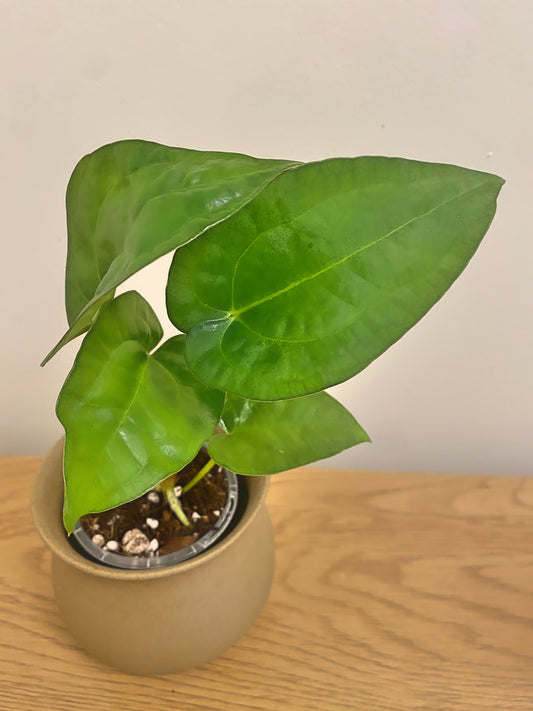 Anthurium Papillilaminum x AOS (Self)