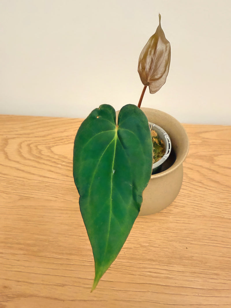 Anthurium Papillilaminum X (B)