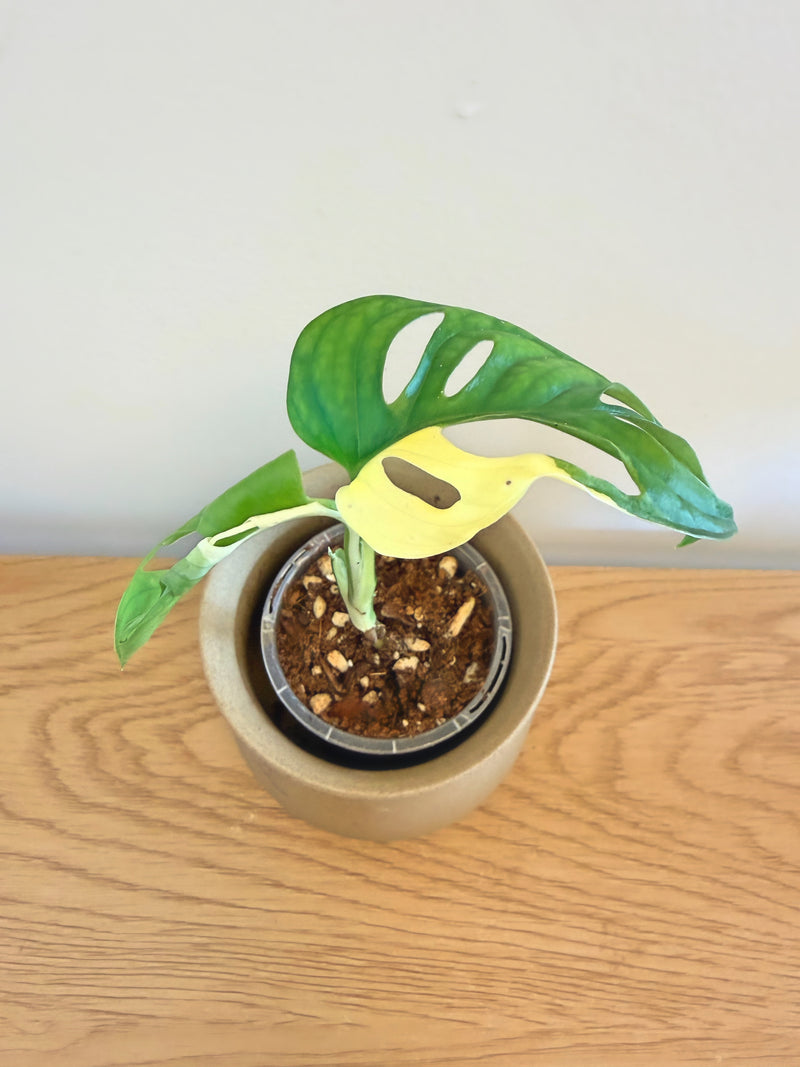 Monstera Adansonii Albo