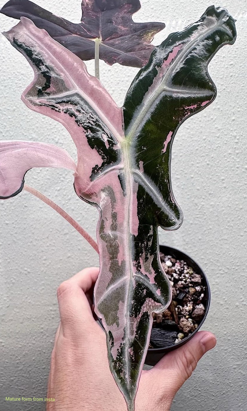 Alocasia Nobilis Pink Variegated