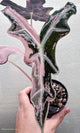Alocasia Nobilis Pink Variegated