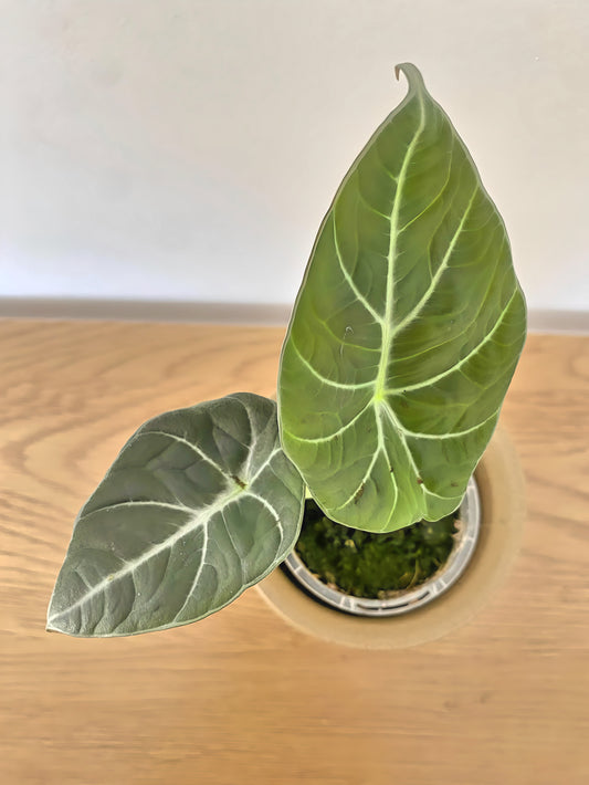 Alocasia Black Velvet