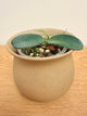 Hoya Lyi Big Leaf (B)