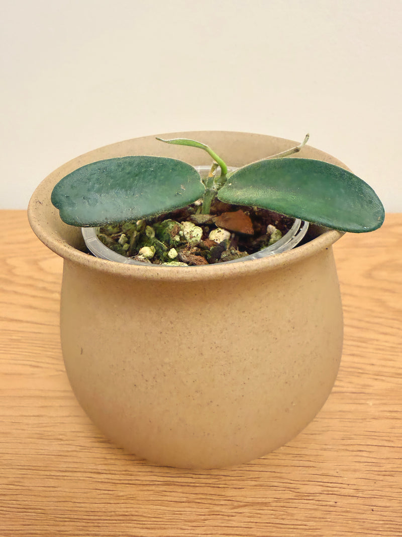 Hoya Lyi Big Leaf (B)