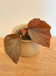 Begonia Black Bat
