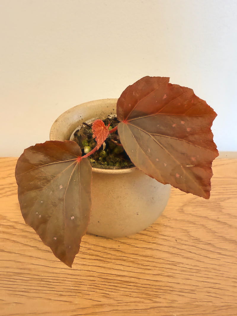 Begonia Black Bat