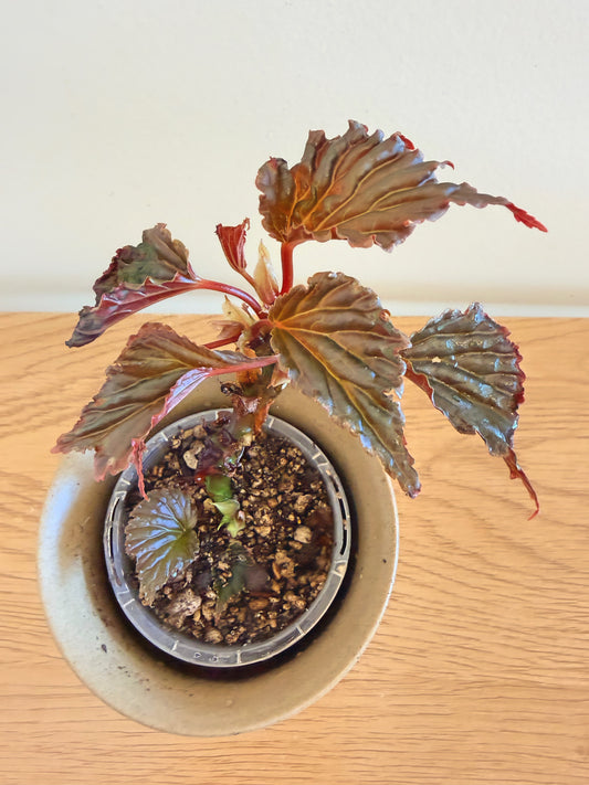 Begonia Mai Dark Devo (C)