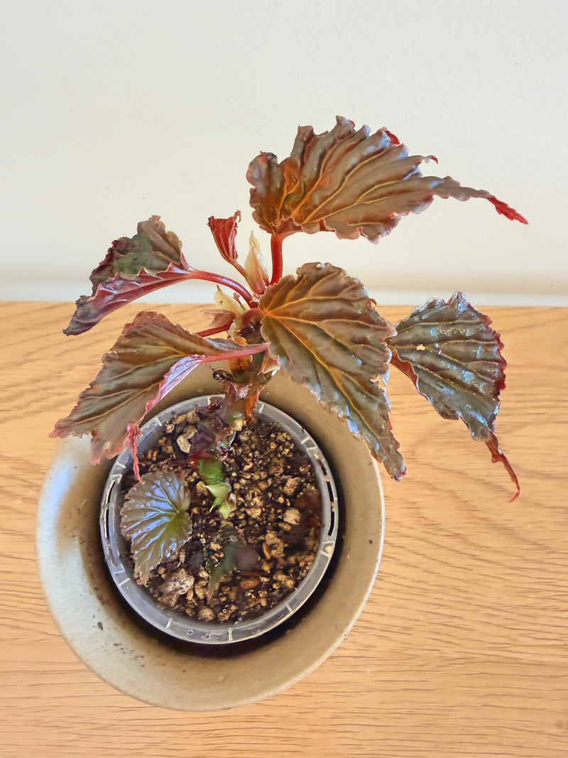 Begonia Mai Dark Devo (C)