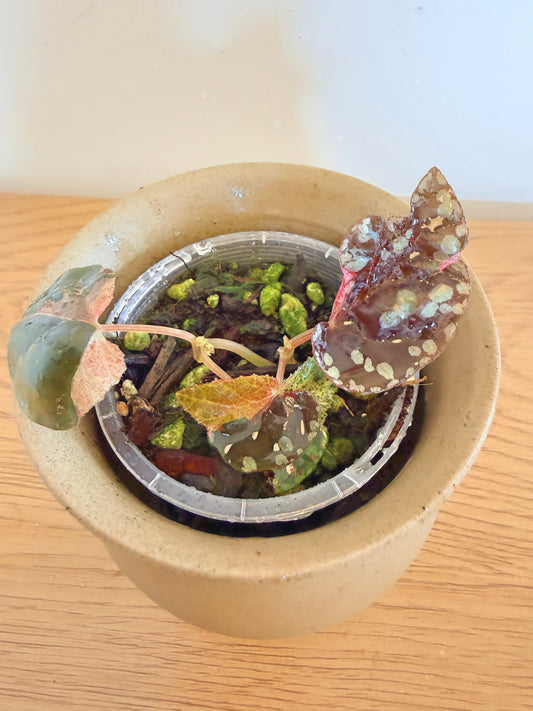 Begonia Variabilis Pink Variegated (A)
