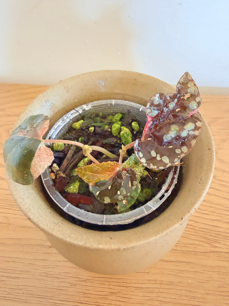 Begonia Variabilis Pink Variegated (A)