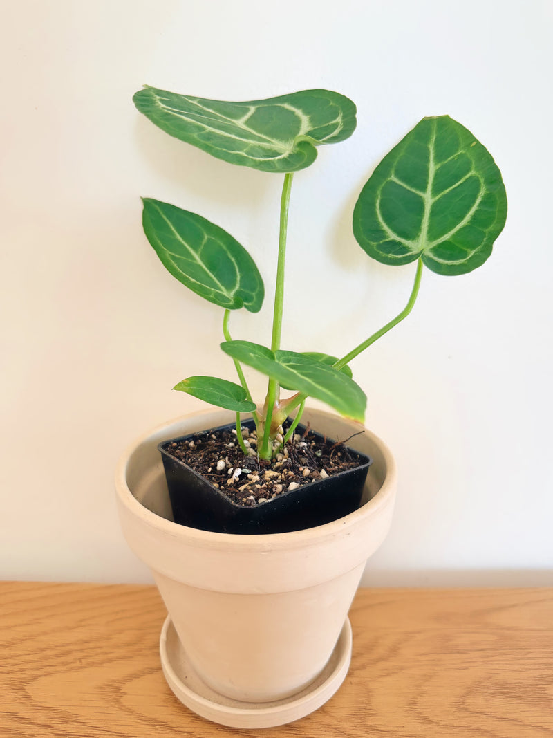 Anthurium Magnificum x Clarinervium