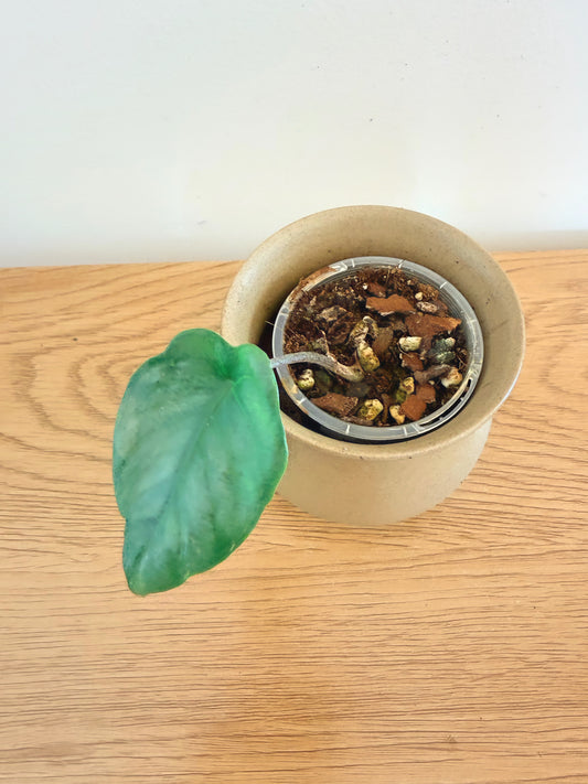 Alocasia Heterophylla