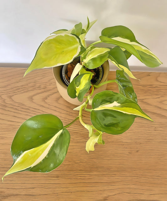 Philodendron Cream Splash