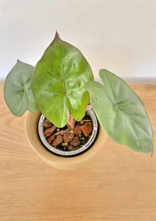 Alocasia Yucatan Princess