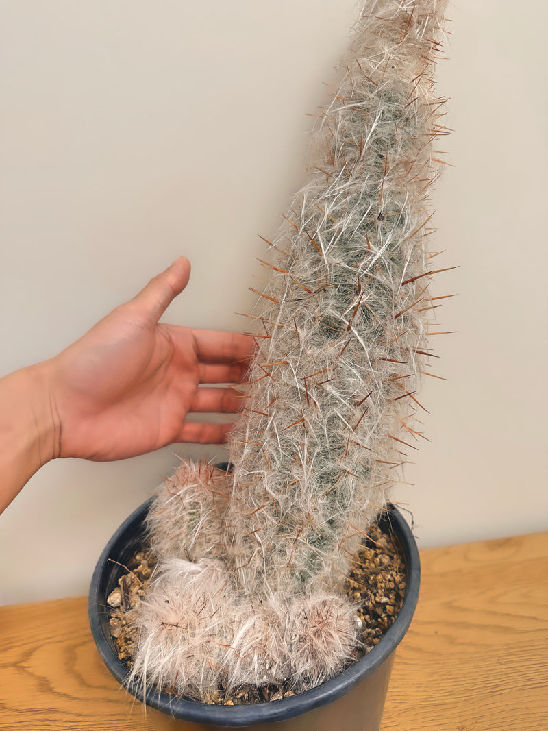 Oreocereus Celsianus