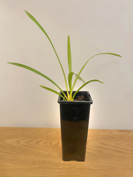 Cymbidium Litttle Nyonya #1 (Mericlone)